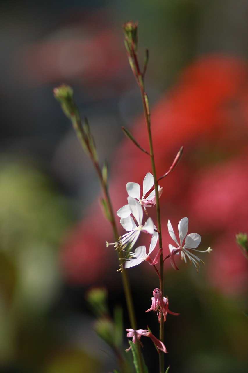 flowers  nature  plants free photo