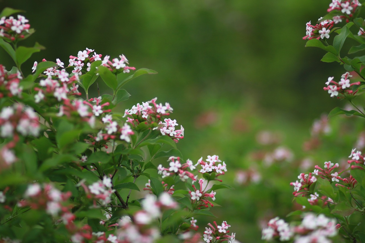 flowers  nature  plants free photo