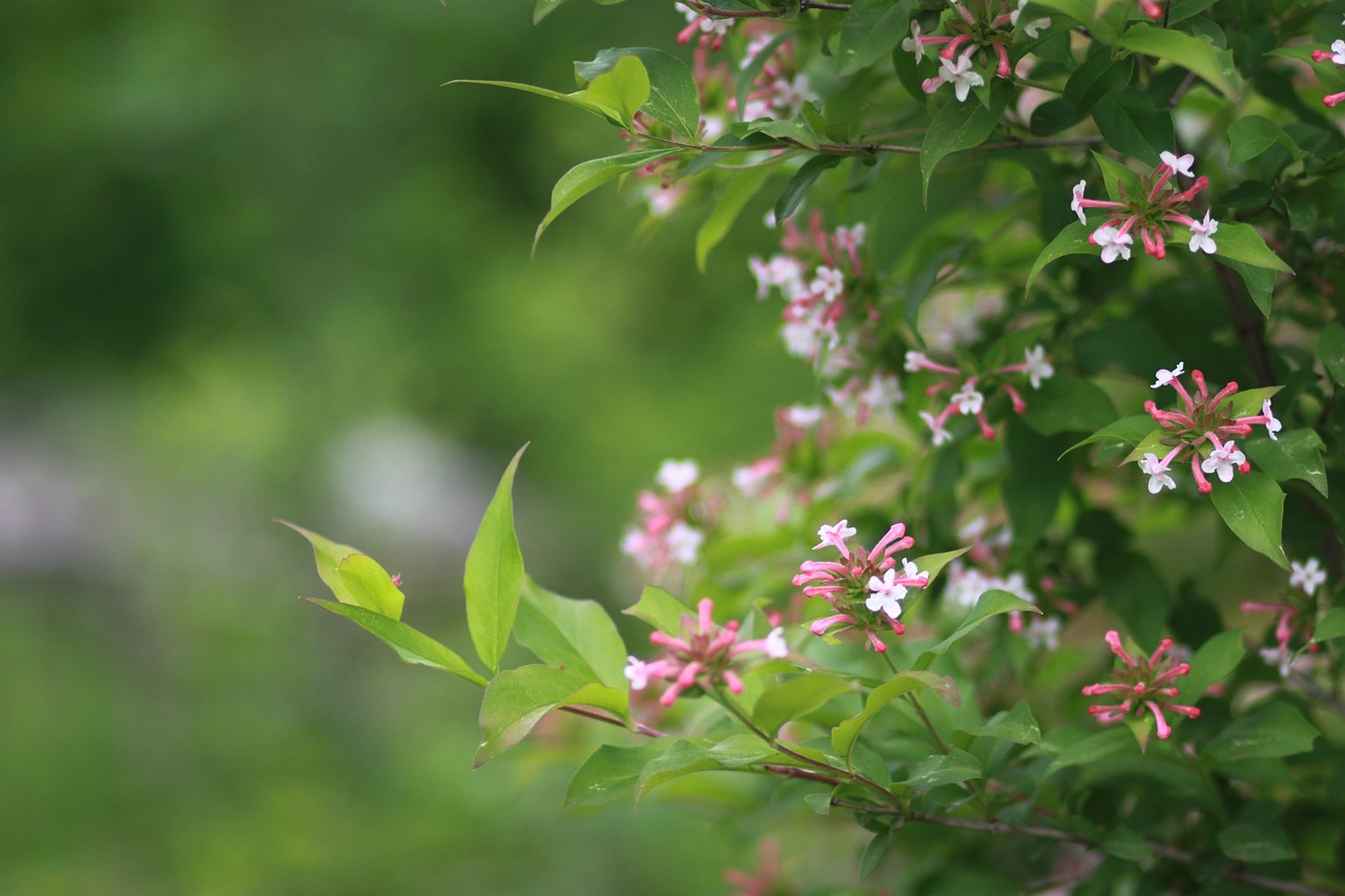 flowers  nature  plants free photo