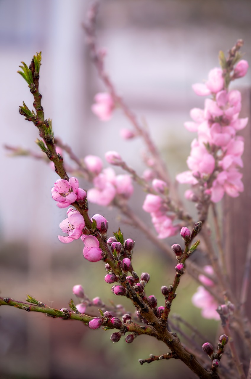 flowers  pink  nature free photo