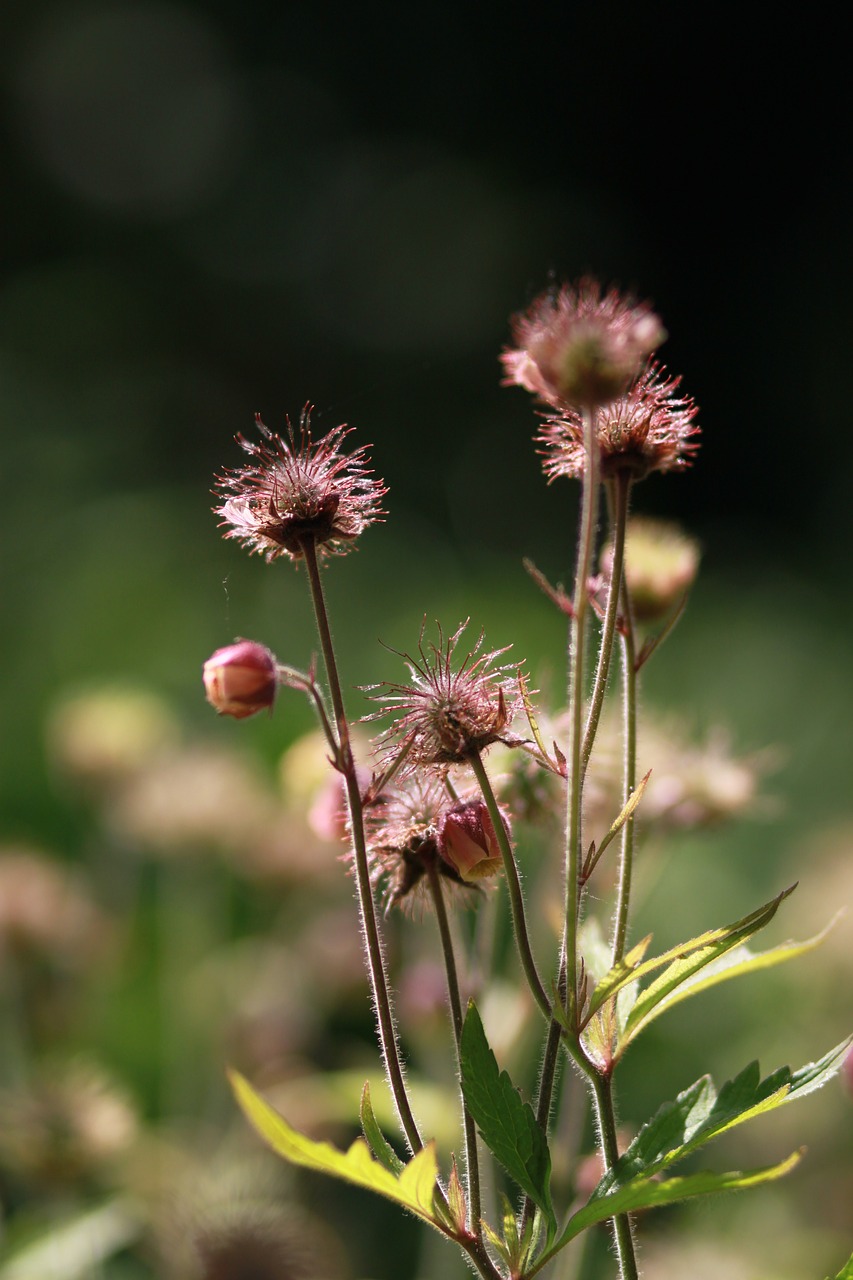 flowers  nature  plants free photo