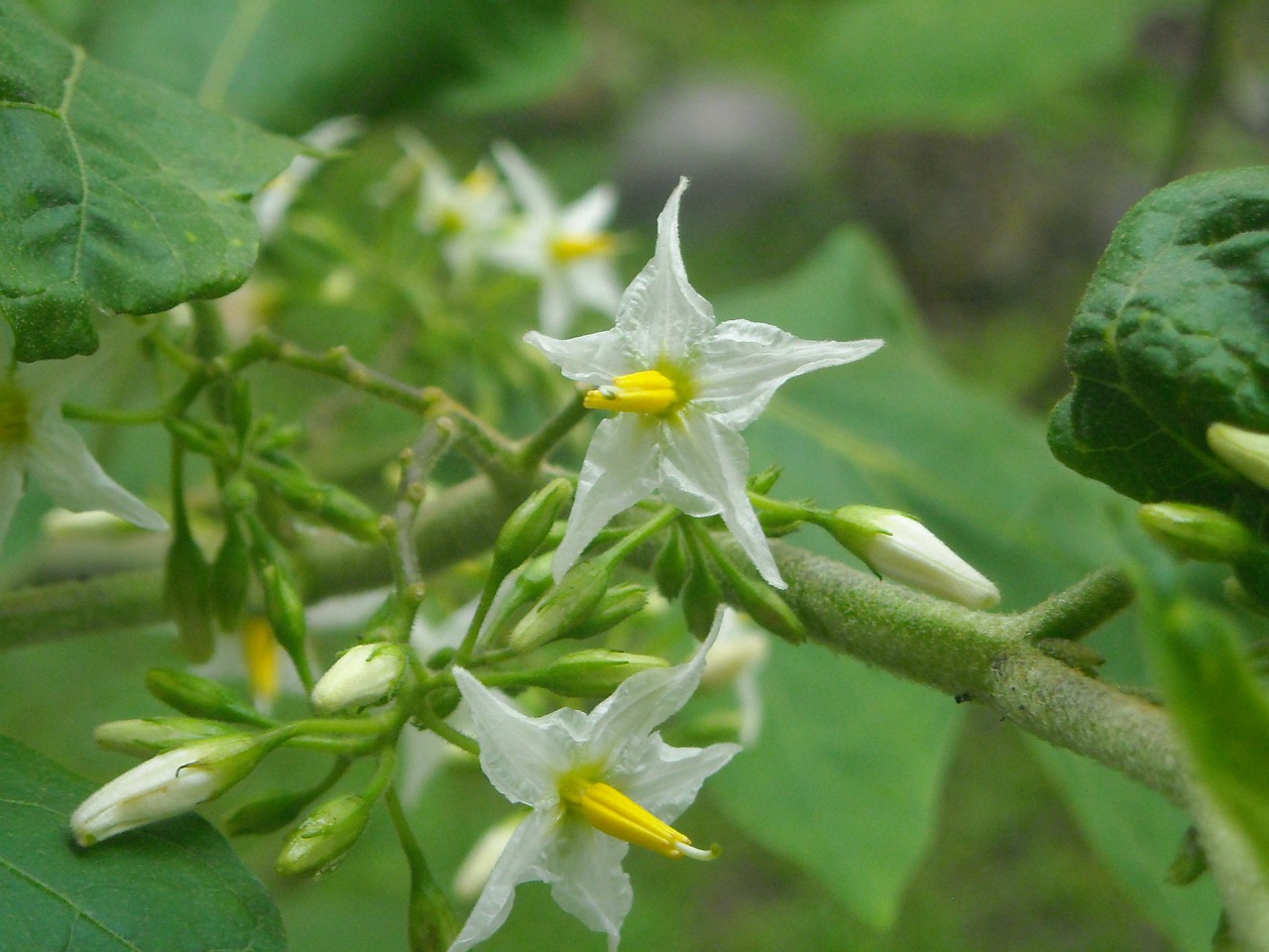 flowers eggplant white free photo