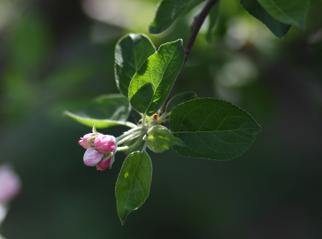 flowers  white  tree free photo