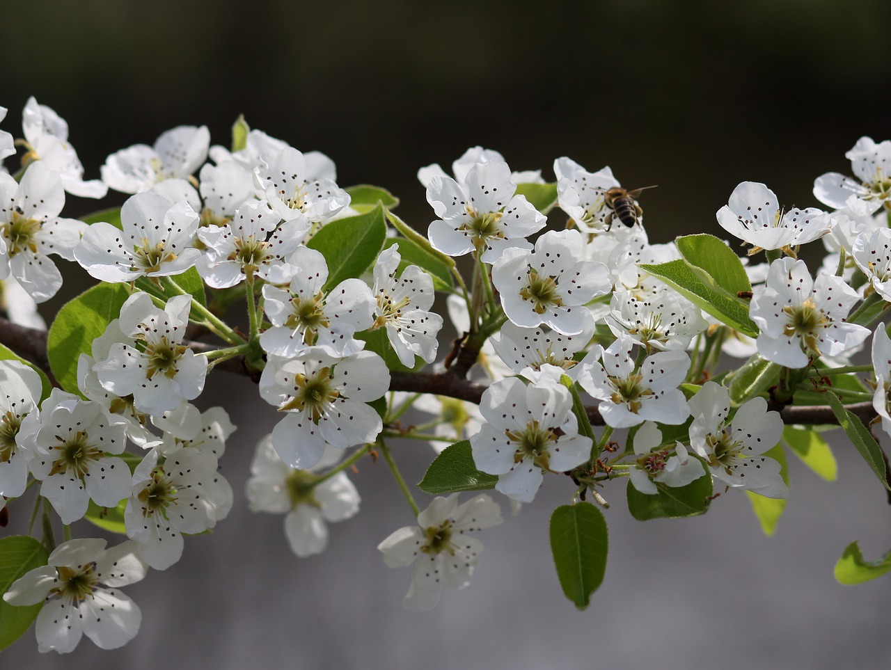 flowers  white  tree free photo