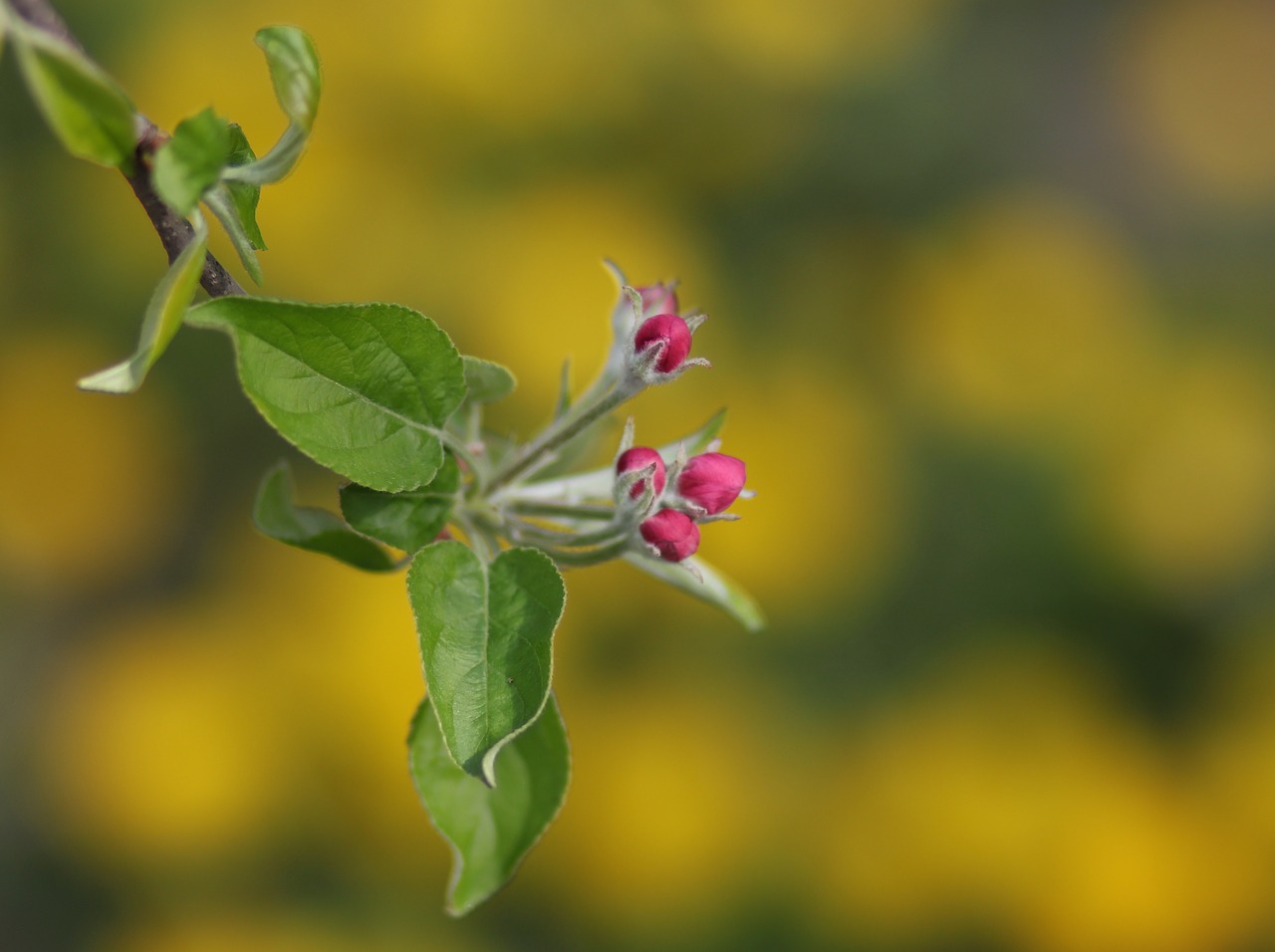 flowers  pink  march free photo