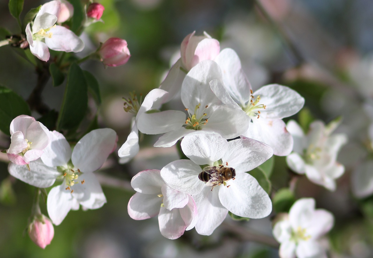 flowers  white  tree free photo