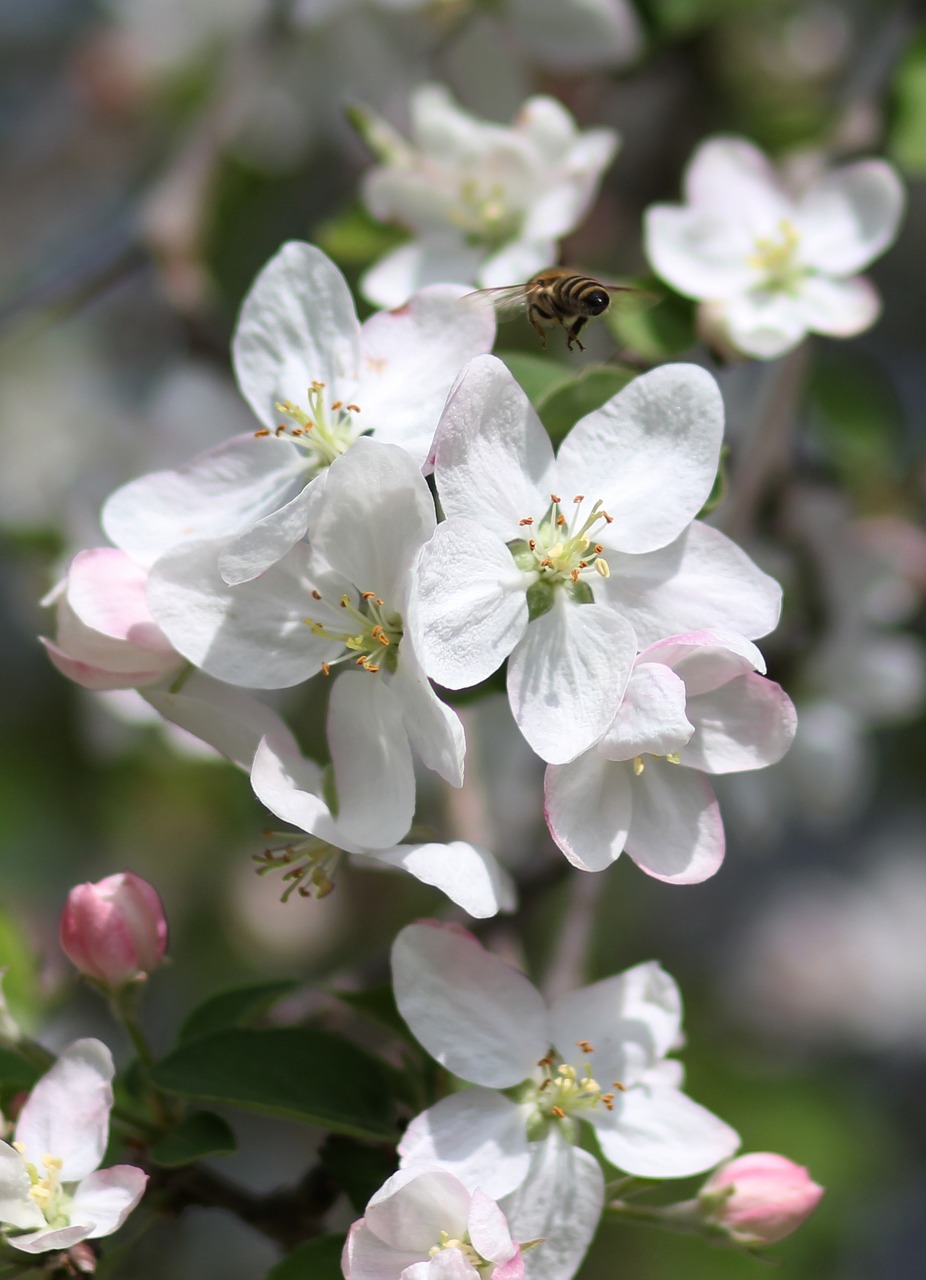 flowers  white  tree free photo