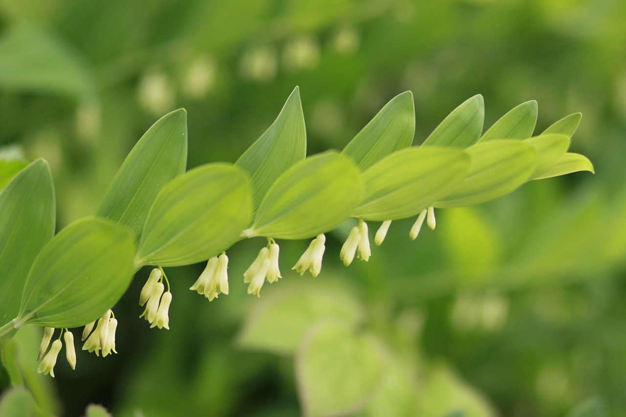 flowers  nature  plants free photo