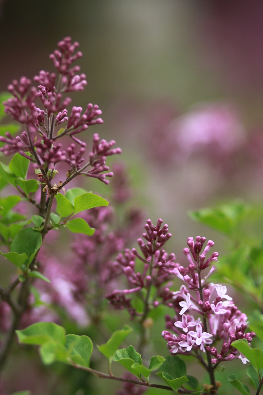 flowers  plants  nature free photo