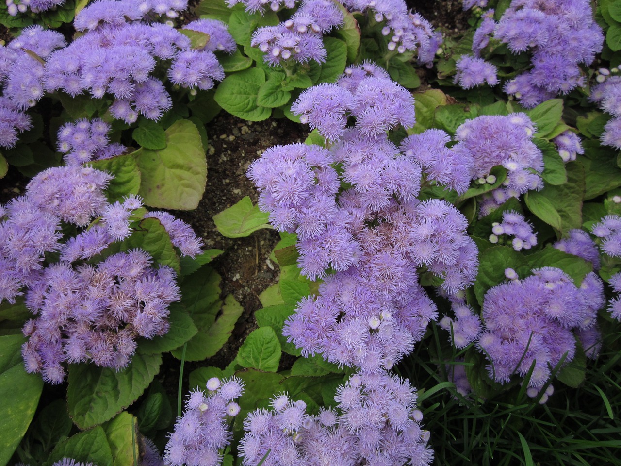 flowers plants nature free photo