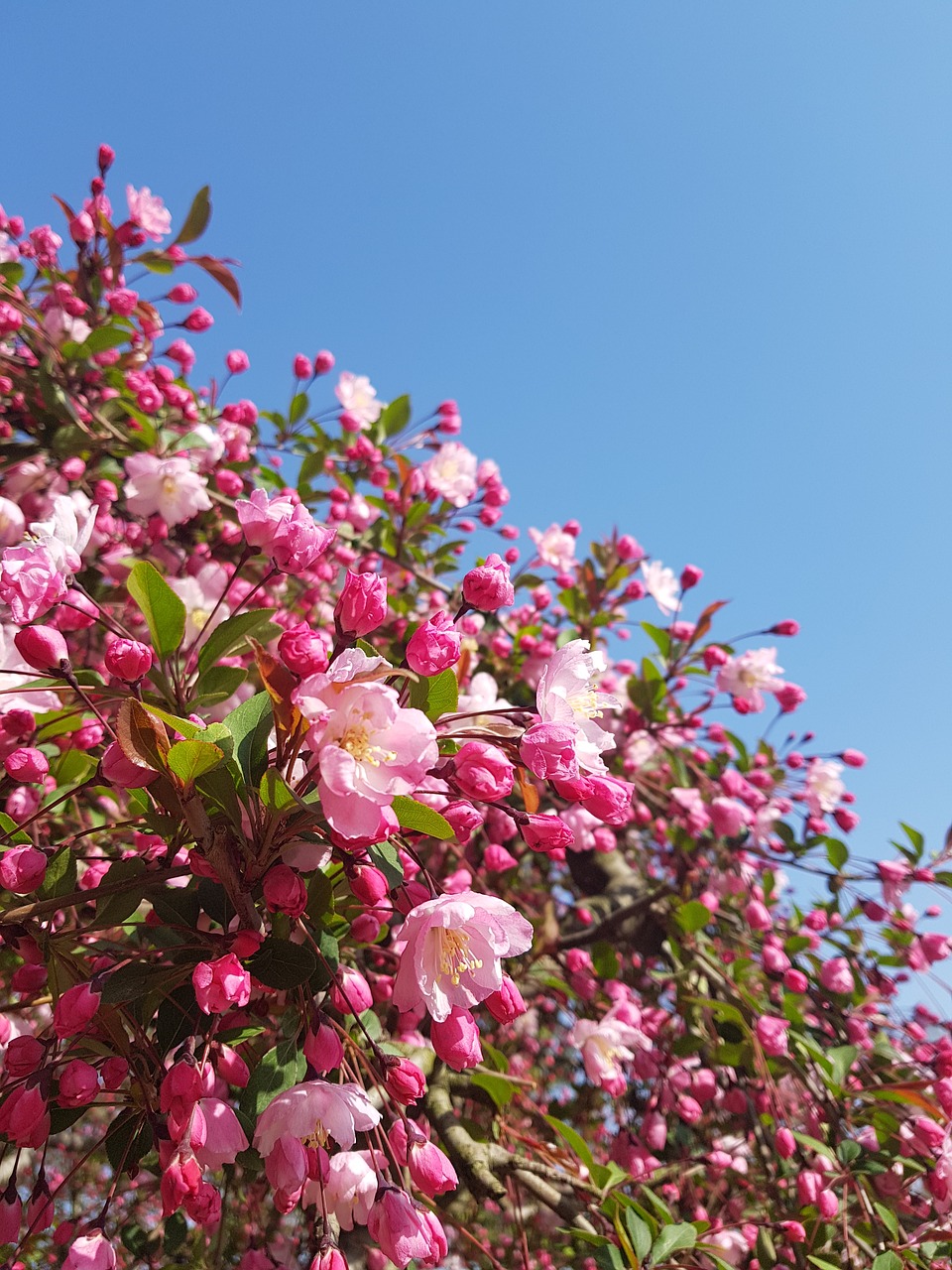 flowers  nature  plants free photo