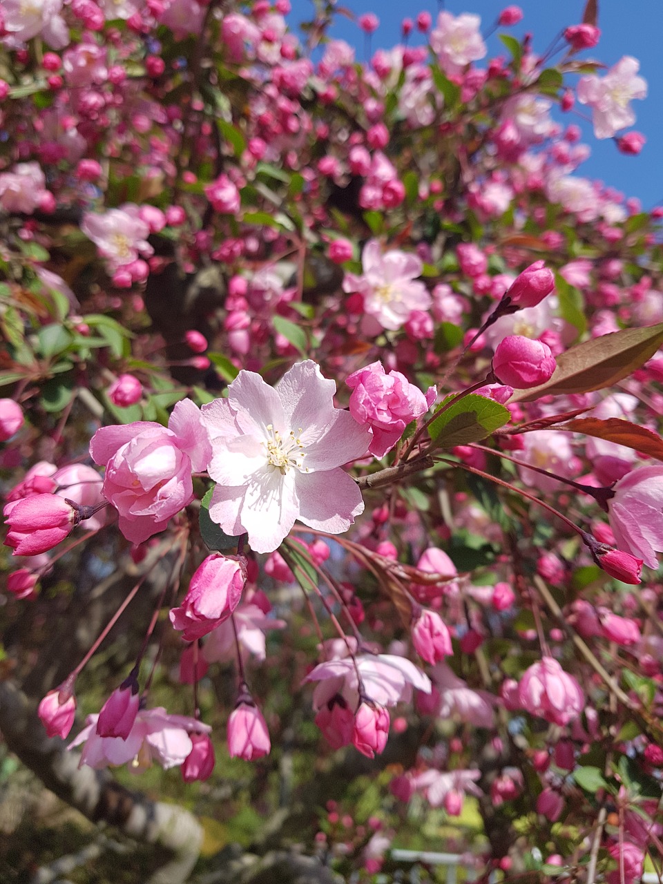 flowers  plants  nature free photo