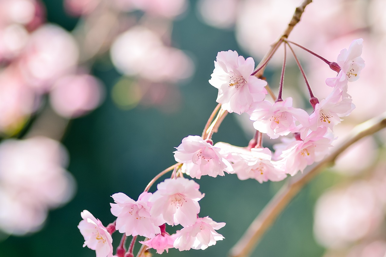 flowers  natural  plant free photo