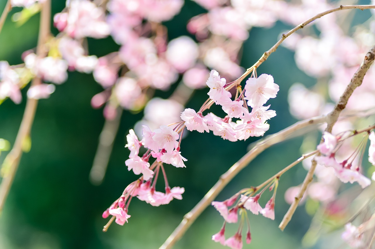 flowers  natural  plant free photo