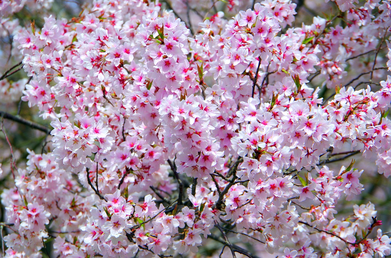 flowers  cherry  branch free photo