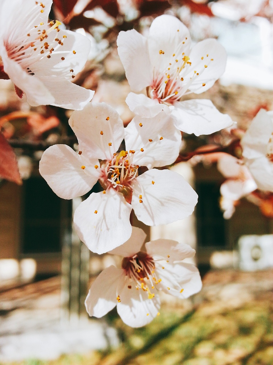 flowers  cherry tree  nature free photo