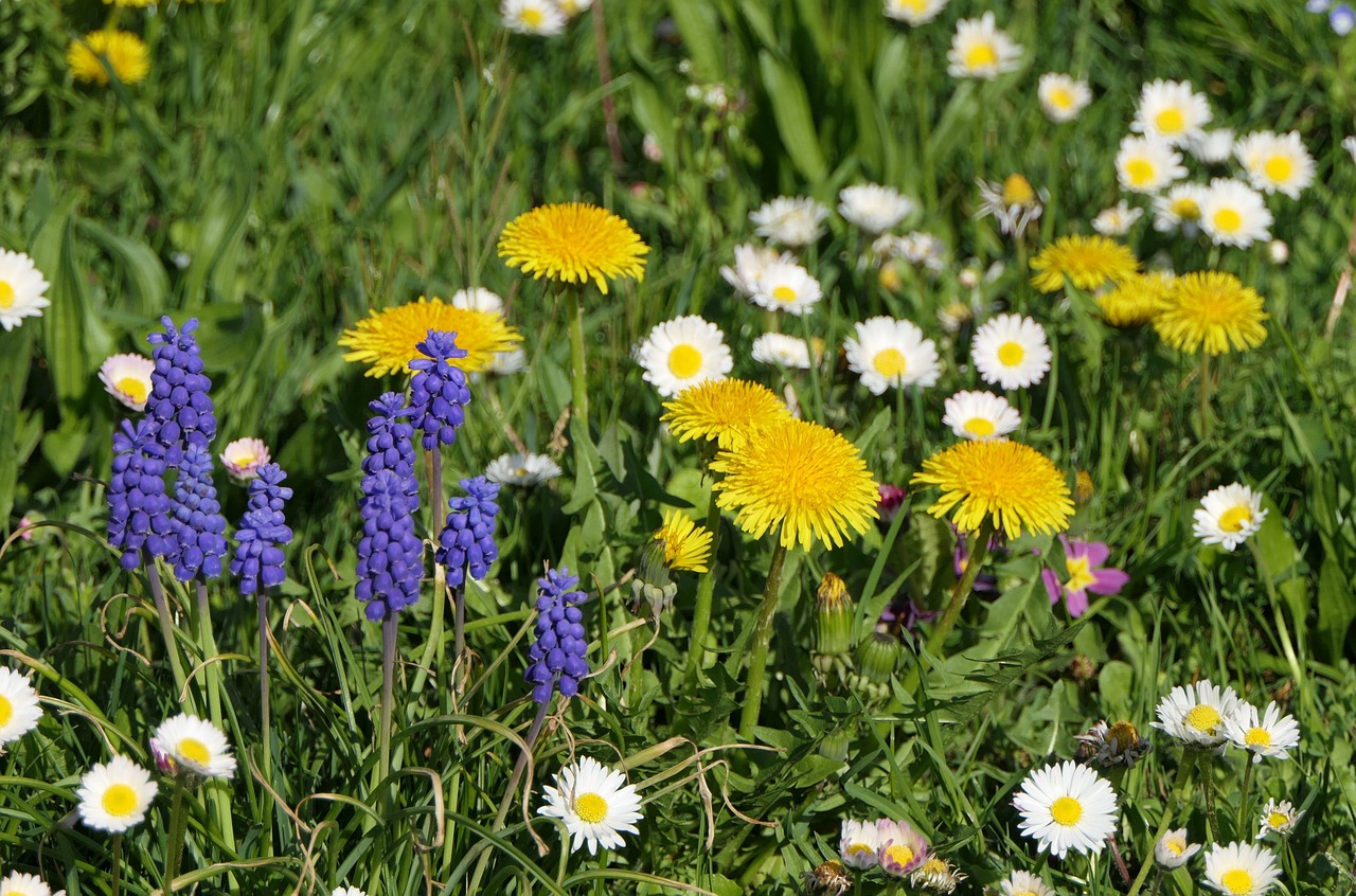 flowers  plant  spring free photo