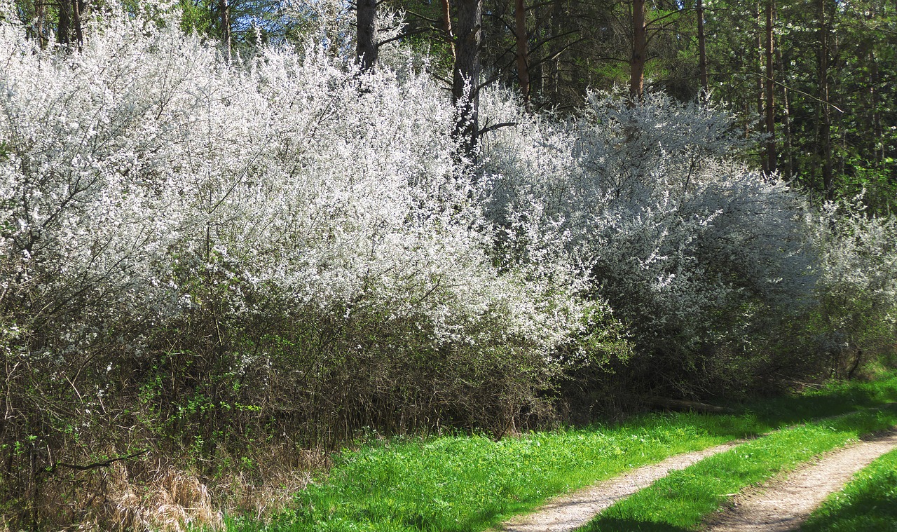 flowers  shrubs  lane free photo