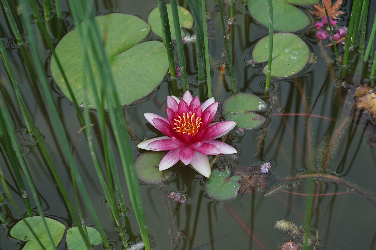 flowers  plants  leaf free photo