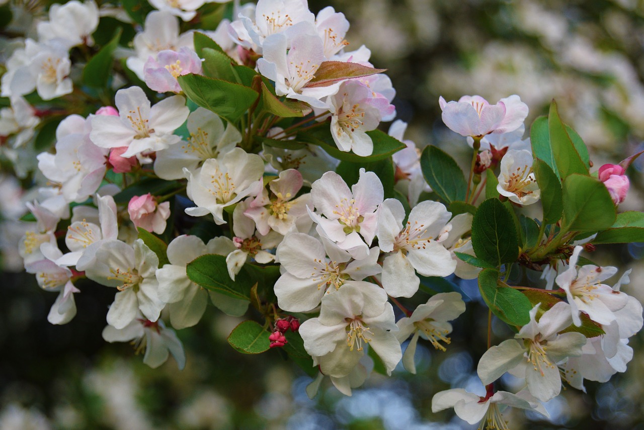 flowers  white  apple blossom free photo