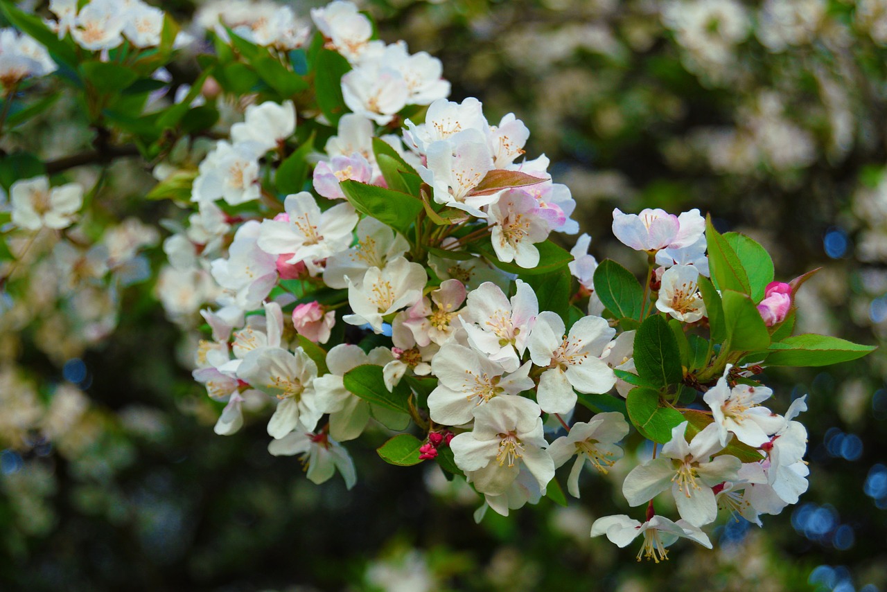 flowers  white  apple blossom free photo