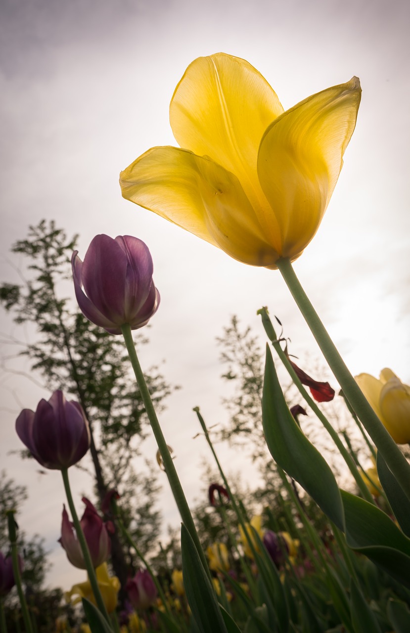 flowers  tulip  nature free photo