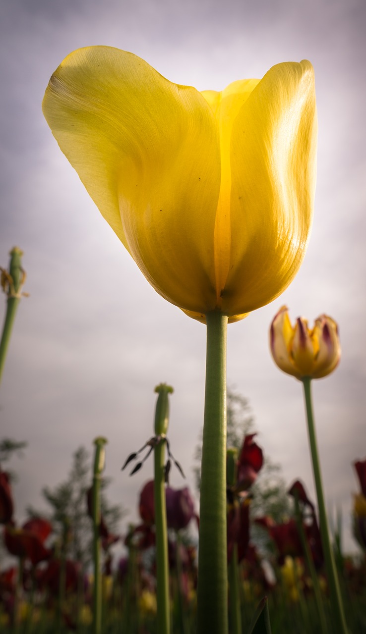 flowers  tulip  nature free photo