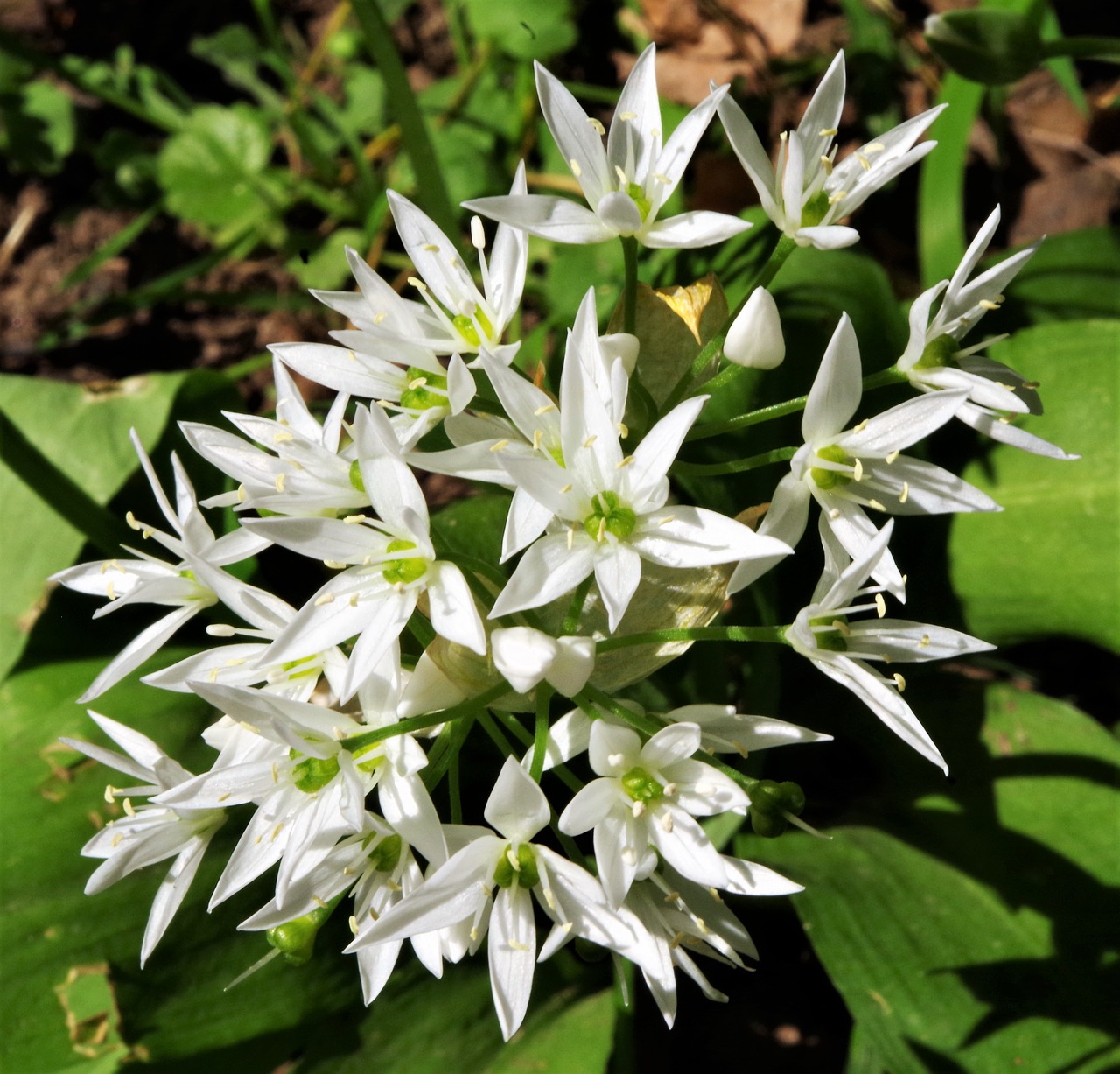 flowers  white flowers  wildflowers free photo