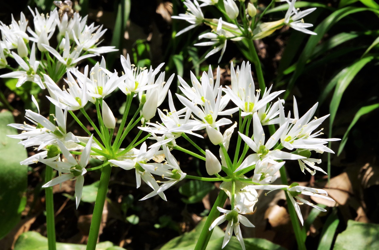 flowers  white flowers  wildflowers free photo