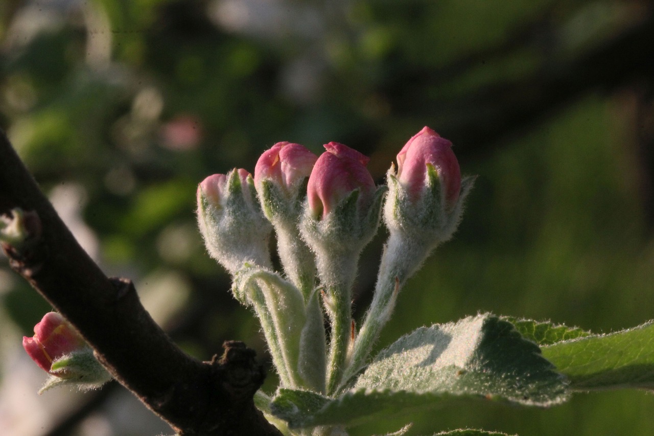 flowers  close up  branch free photo