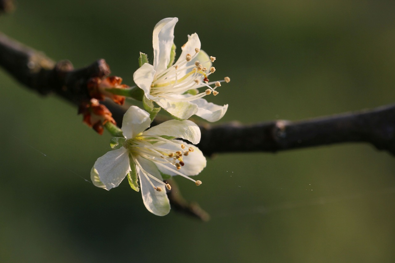 flowers  close up  branch free photo