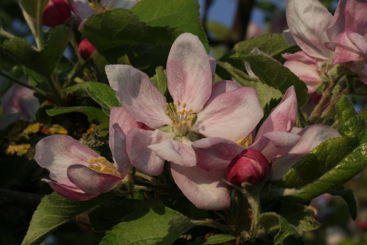 flowers  close up  branch free photo