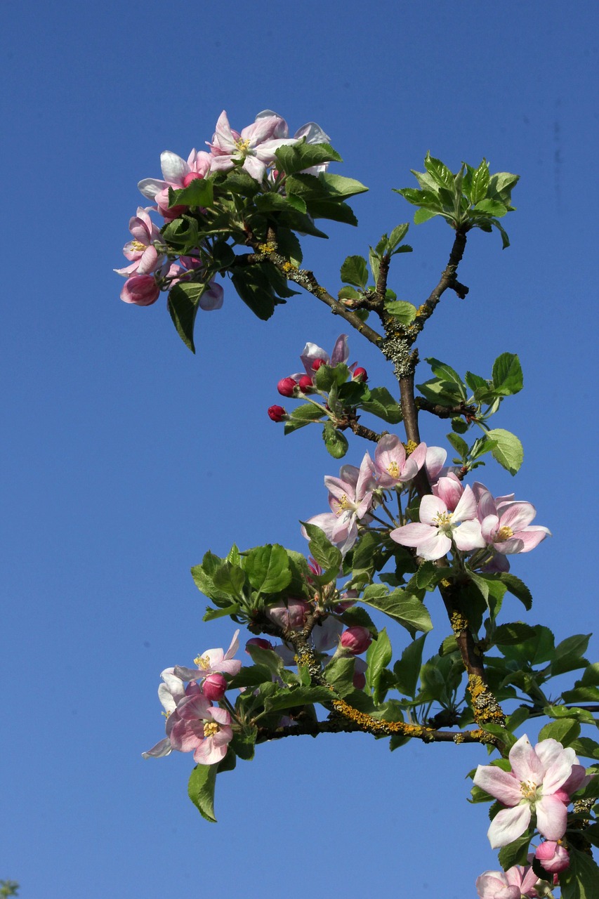 flowers  close up  branch free photo