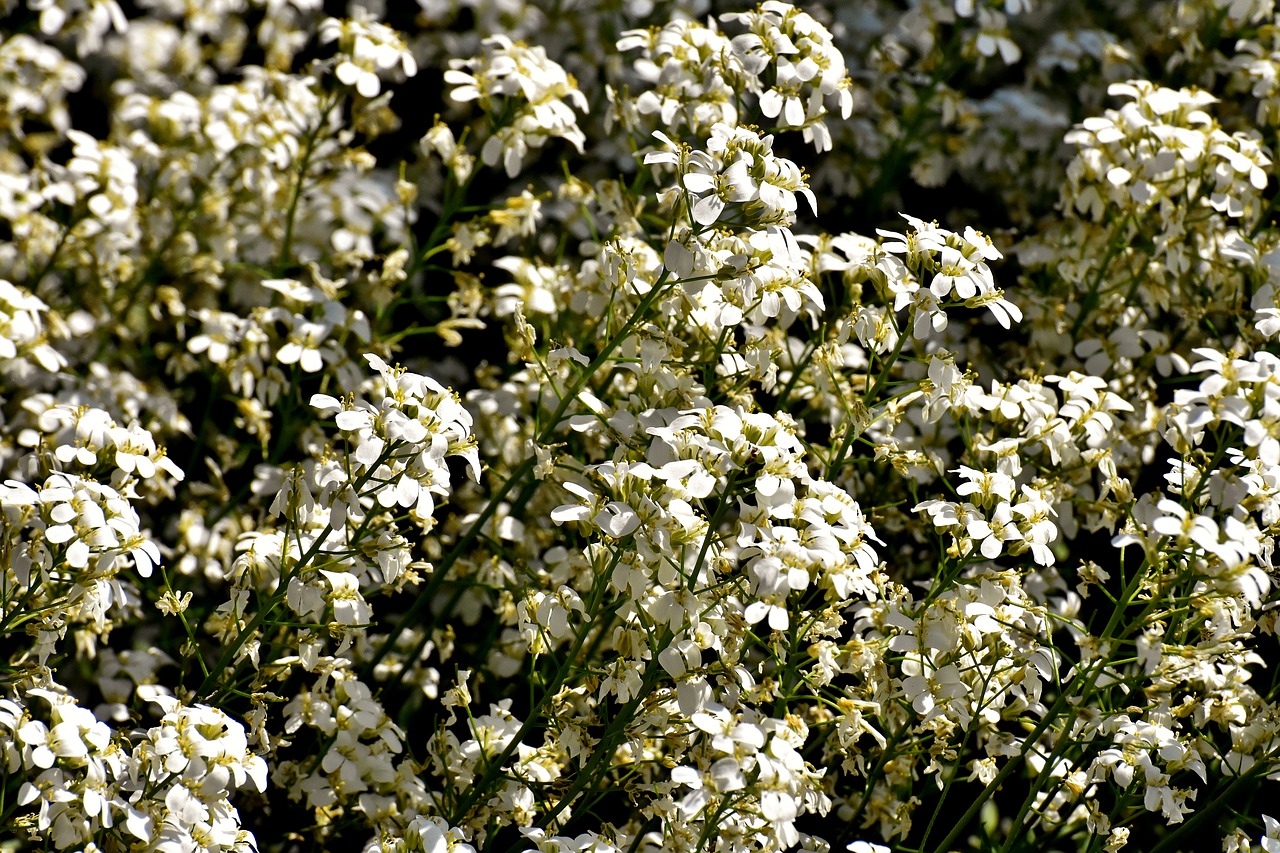 flowers  white  spring free photo