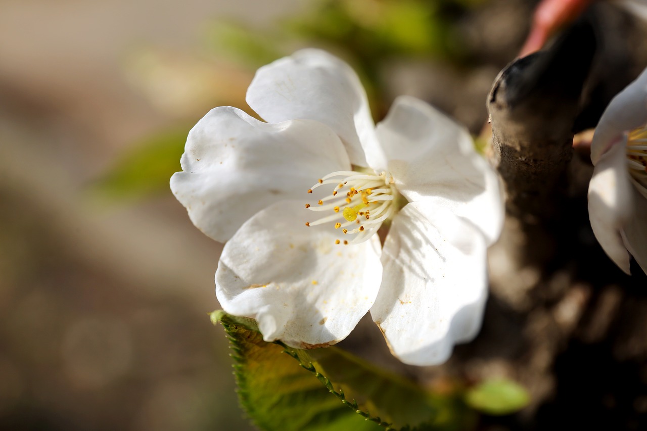 flowers  nature  plants free photo