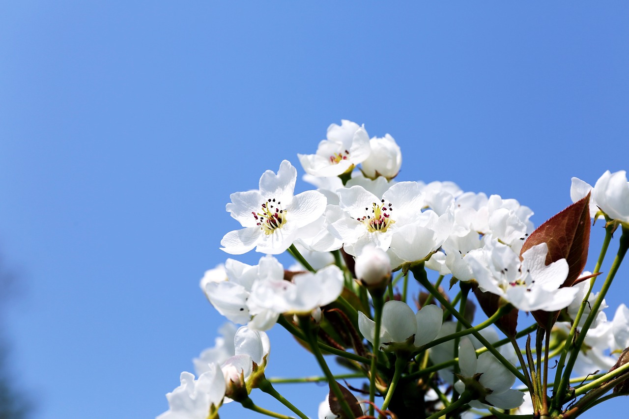 flowers  nature  plants free photo