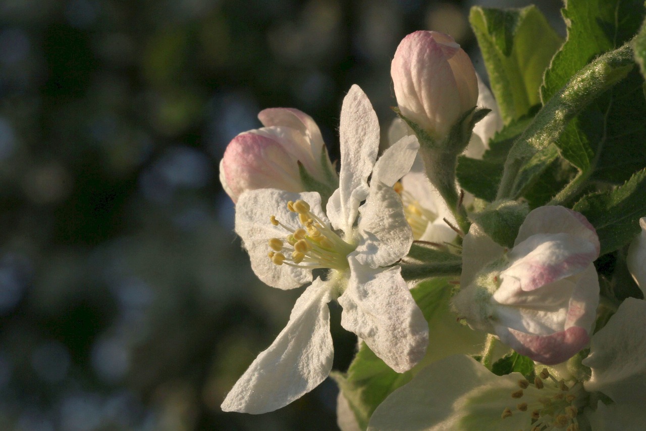 flowers  close up  branch free photo