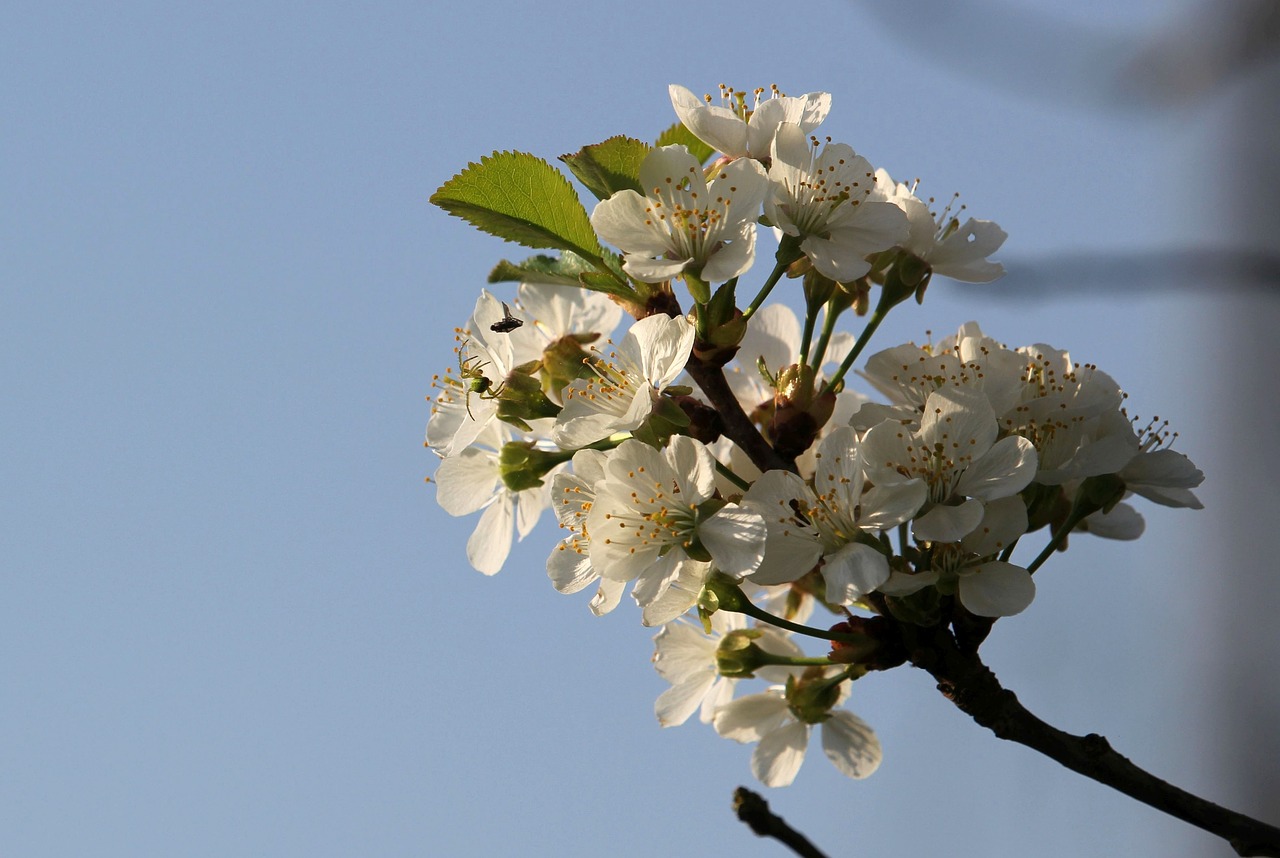 flowers  close up  branch free photo