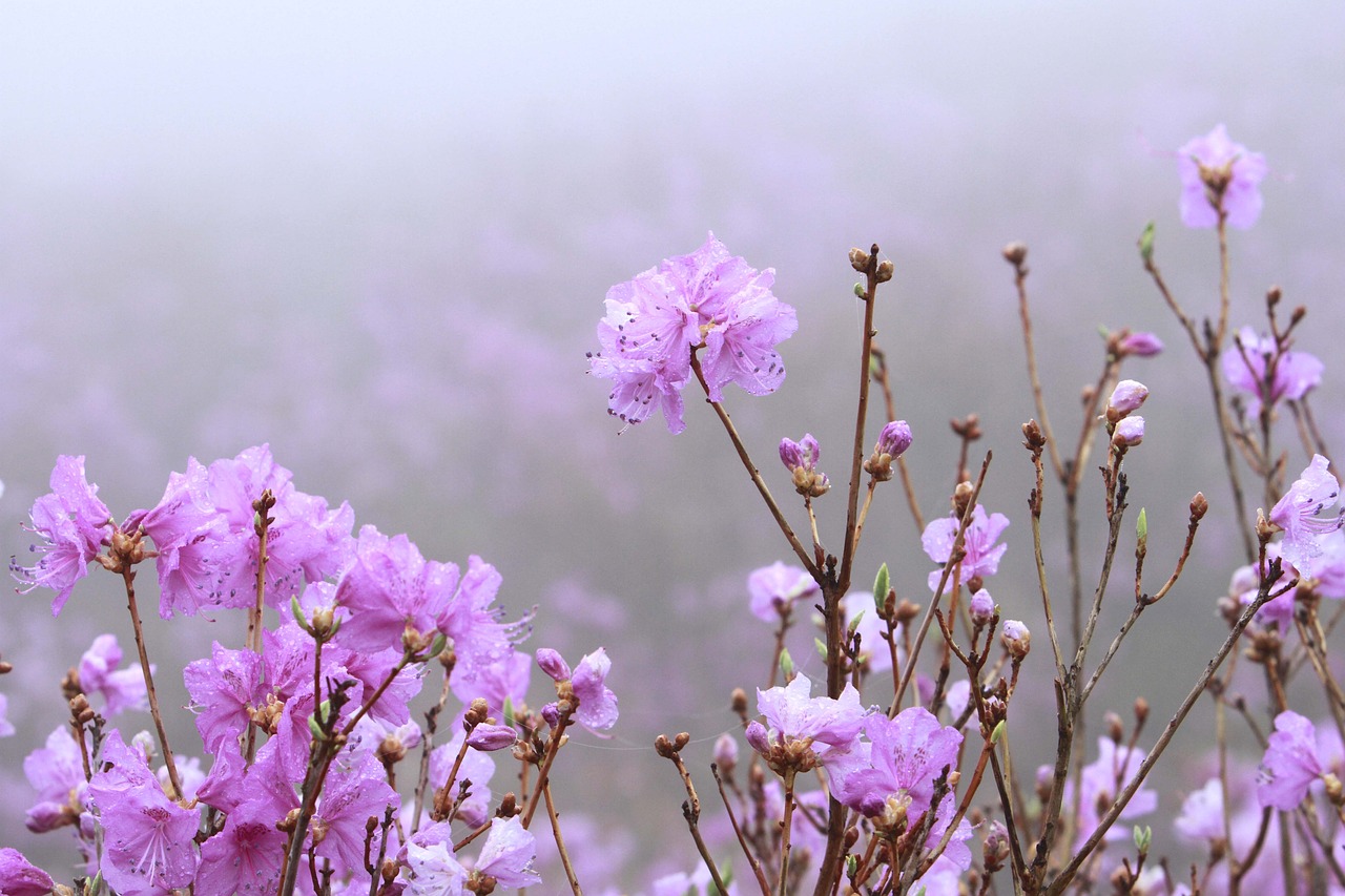 flowers  nature  plants free photo