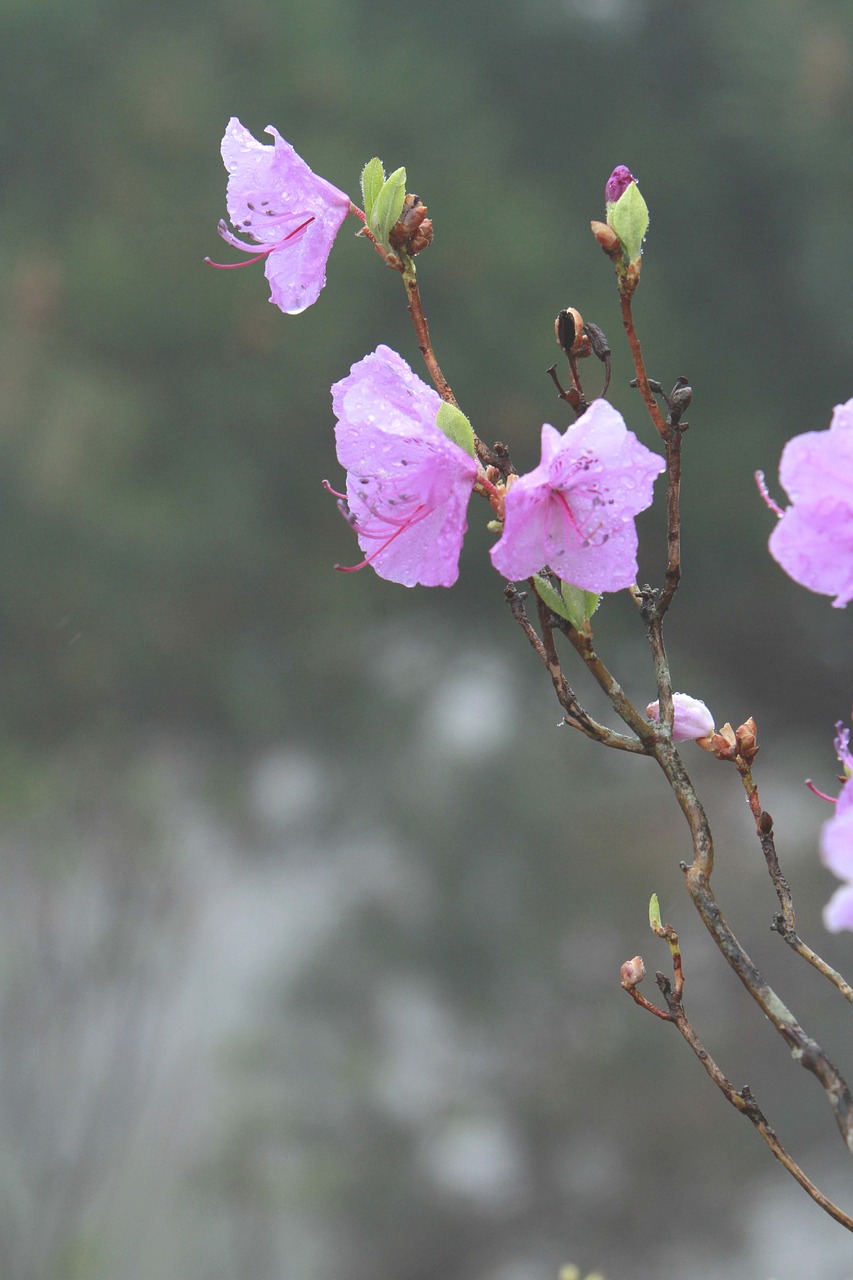 flowers  nature  plants free photo