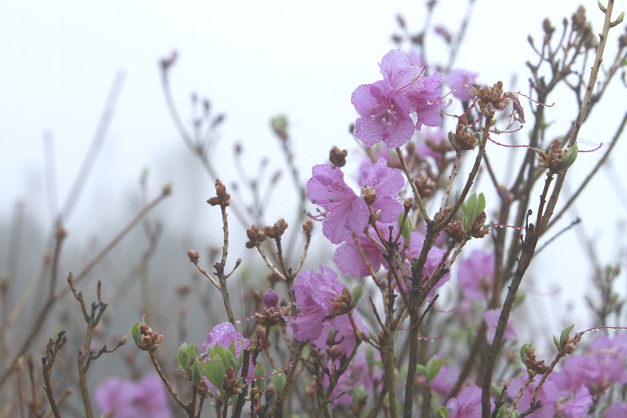 flowers  nature  plants free photo