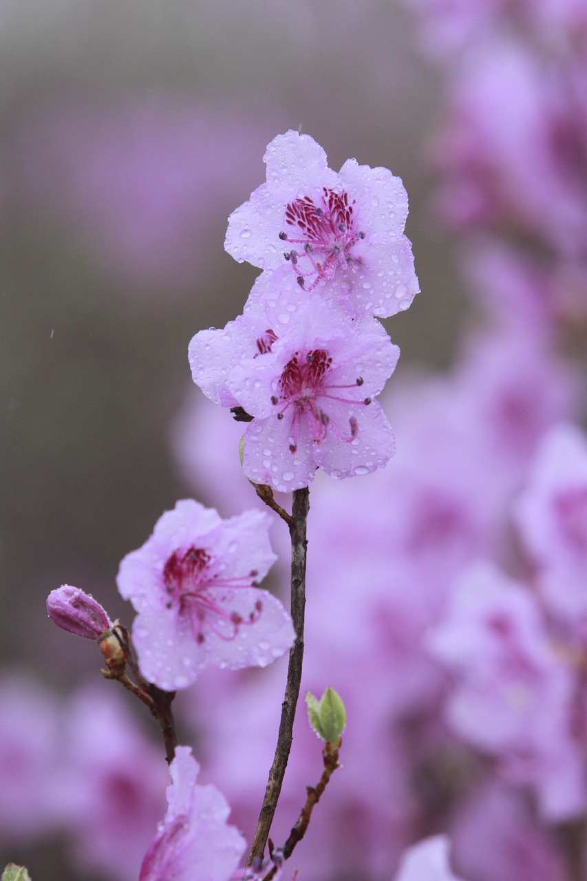 flowers  nature  some people don't free photo