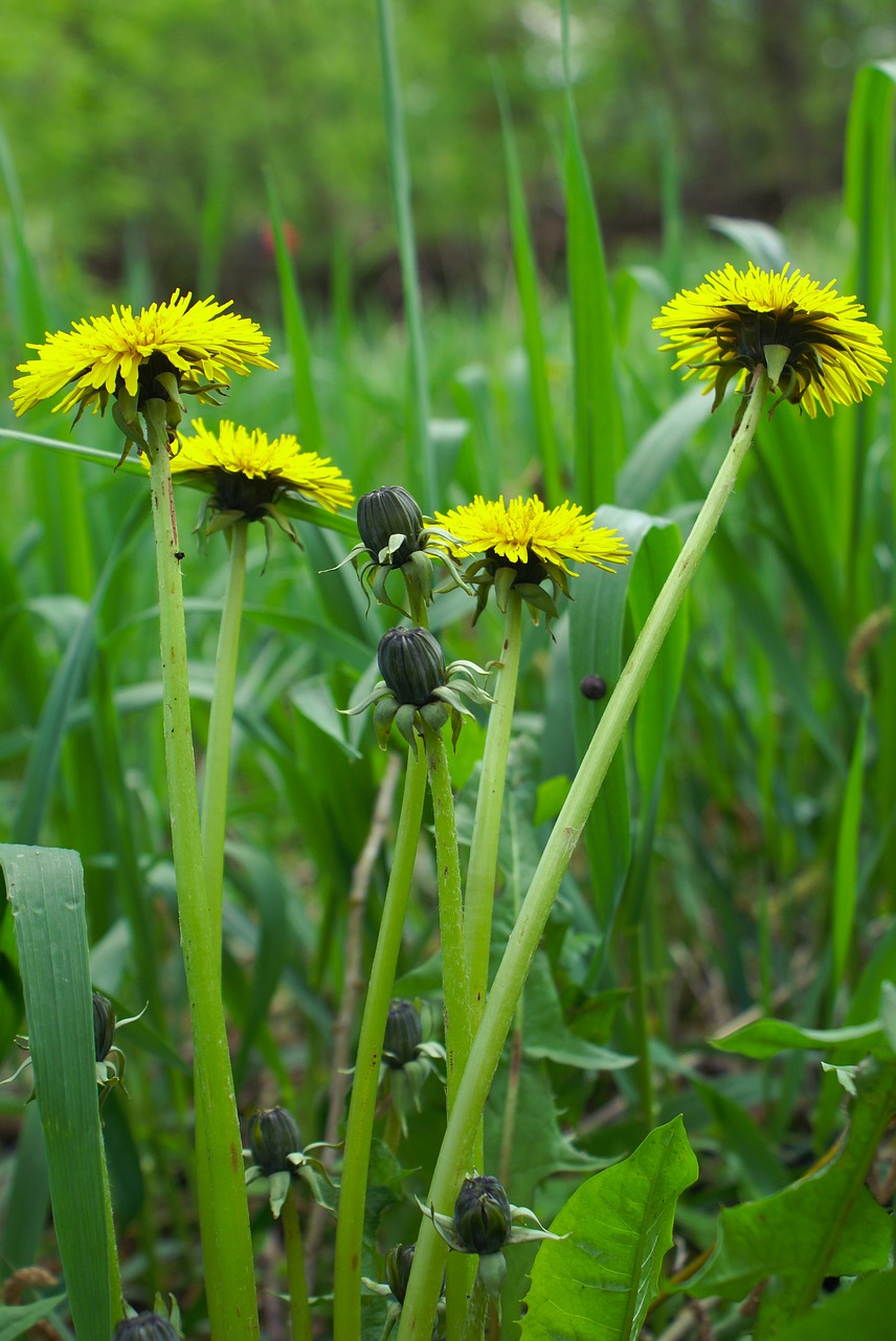 flowers  dandelions  mother and stepmother free photo