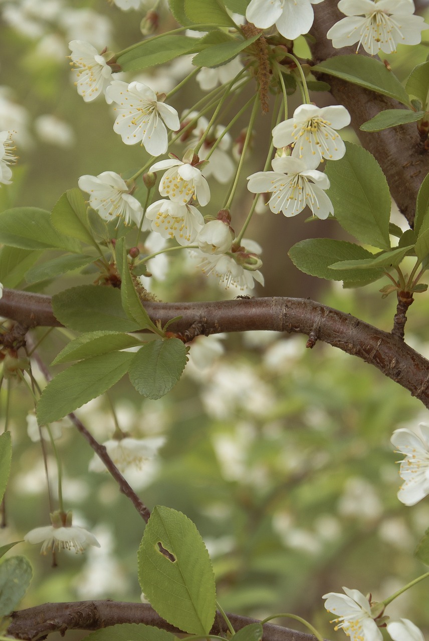 flowers  cherry  sakura free photo