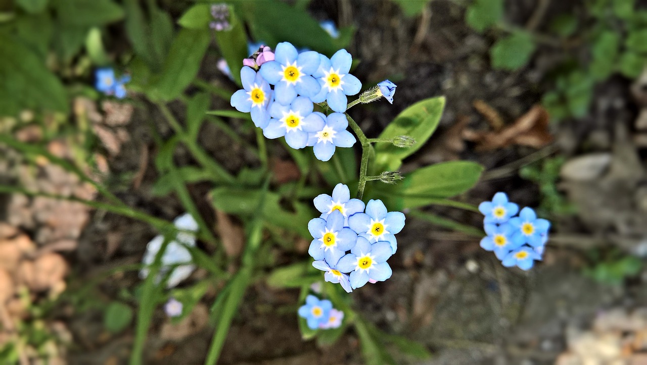 flowers  forget me not  spring flowers free photo