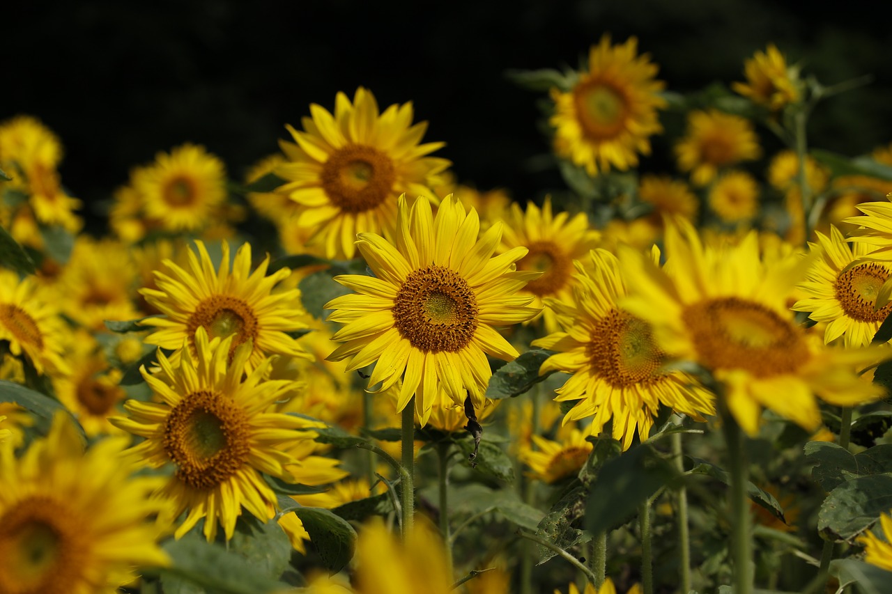 flowers  plant  natural free photo