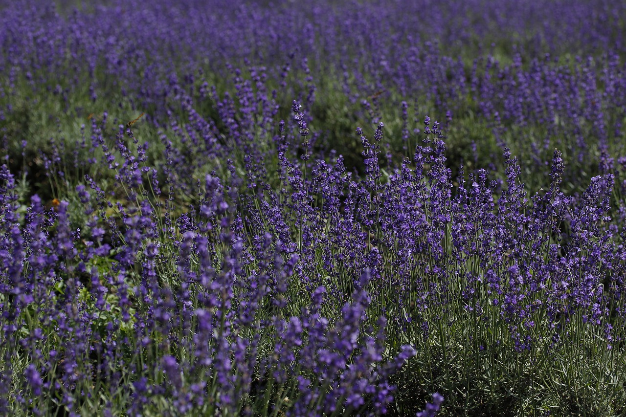 flowers  lavender  field free photo