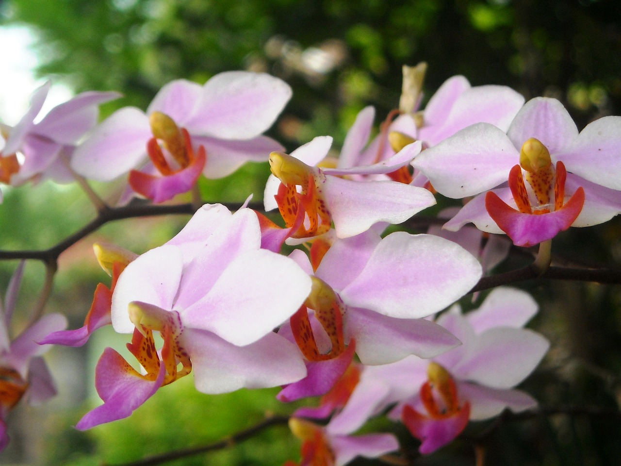 flowers orchid pink free photo