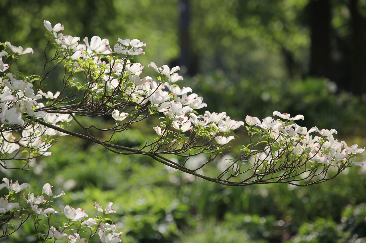 flowers  branch  tree free photo