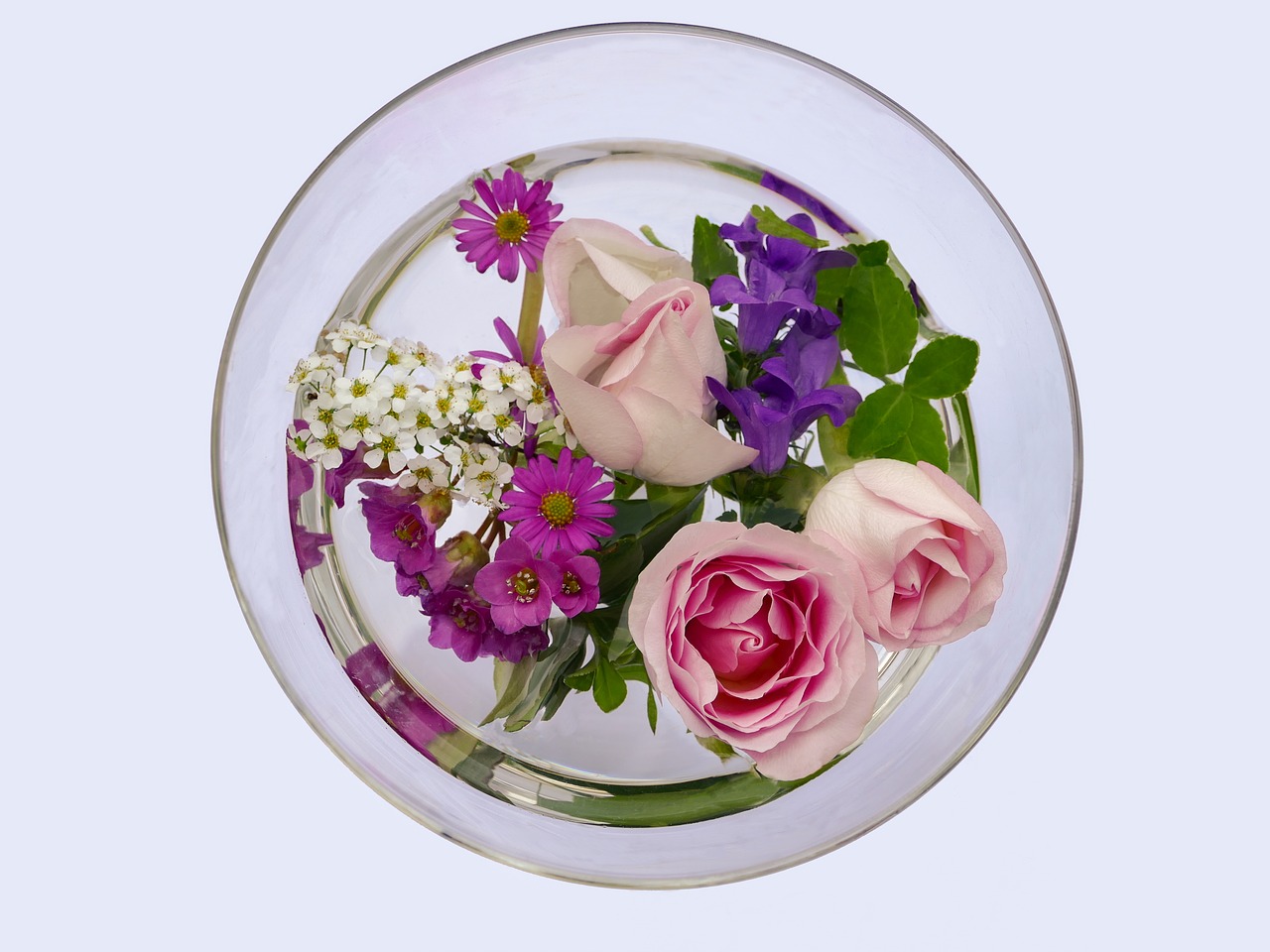 flowers  rose  bergenia free photo